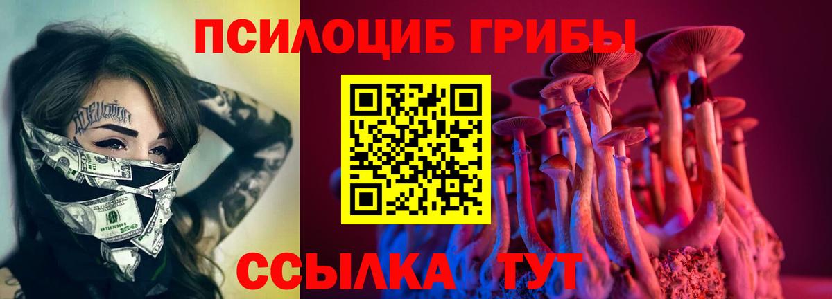 Галлюциногенные грибы Psilocybe Черняховск
